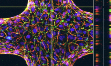 A 3D model of a bovine blood vessel