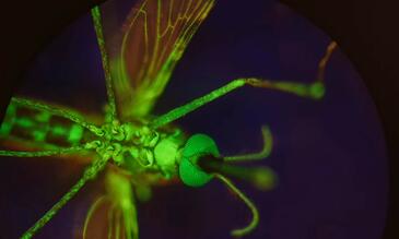 A mosquito that has been fed dye to make her glow. (Provided by Lee R. Haines)