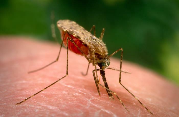 Anopheles arabiensis mosquito (credit: CDC/ James Gathany) Anopheles arabiensis mosquito