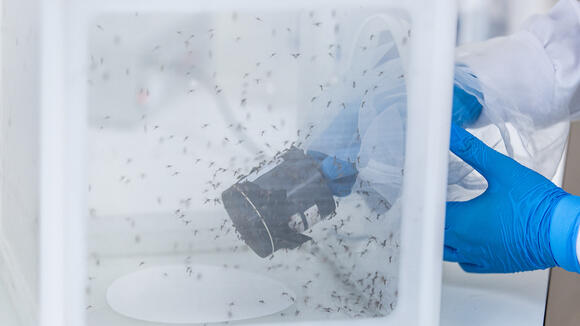 An image of an LSTM researcher working in an insectary. There are lots of mosquitoes flying in a special container used for research.